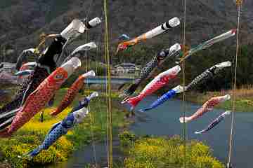 林田川の空で、泳いでいる鯉のぼり